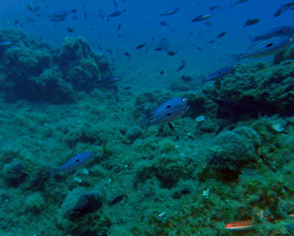 Spicaria sp  mennole da determinare Canale di Piombino